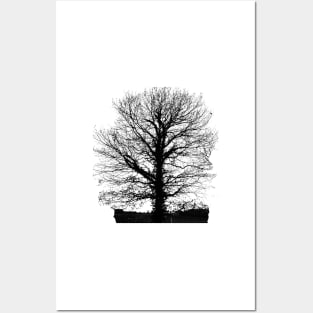 Tree in wintertime in black and white. Posters and Art